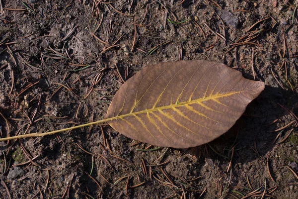 ビューで 1 つの独立した乾燥葉 — ストック写真