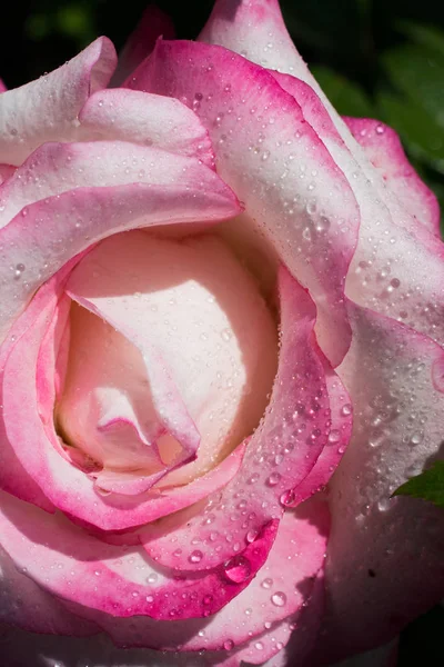 Floración hermosa rosa fresca de colores con rocío en pétalos — Foto de Stock