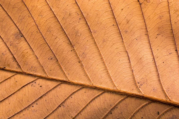 Bir kuru yaprak sonbahar sezonunun makro görünümü — Stok fotoğraf