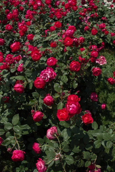 Beautiful fresh roses as a spring backgroun — Stock Photo, Image