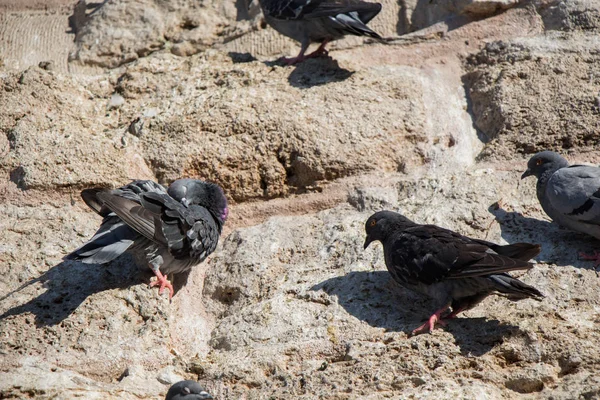 Os pombos estão sentados na rocha. — Fotografia de Stock