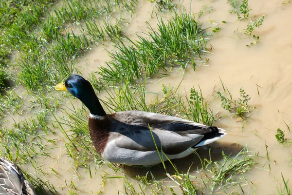 Wild duck  beside the pond — Stock Photo, Image