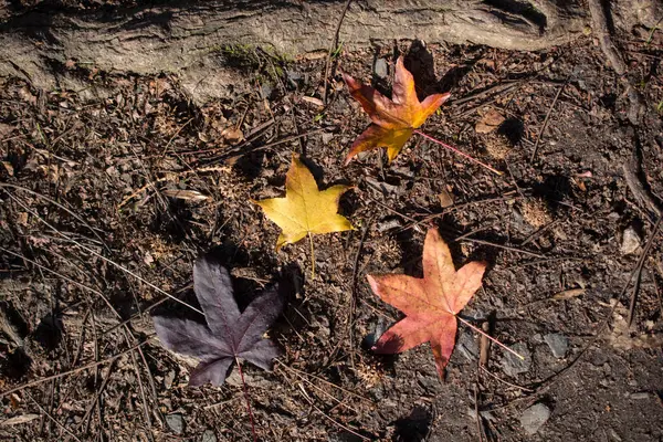 Hojas secas de otoño a la vista — Foto de Stock