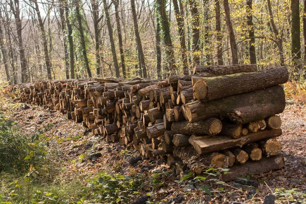 Brennholz Baumstämme Stamm aufgetürmt — Stockfoto