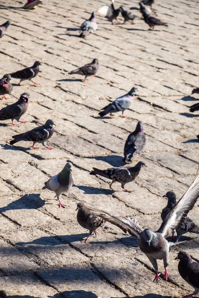 石质路面上的鸽子 — 图库照片