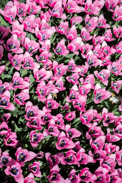 Kwitnący tulipan kolorowe kwiaty jako tło kwiatowy — Zdjęcie stockowe