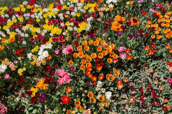 花の背景としてカラフルなチューリップの花を開花 — ストック写真