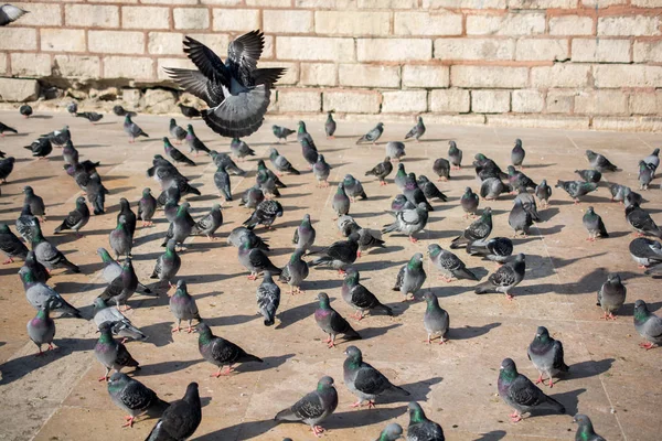 Aves solitarias por vivir en ambiente urbano — Foto de Stock