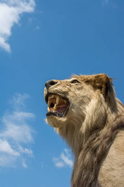 Cabeza de león relleno con la boca abierta — Foto de Stock