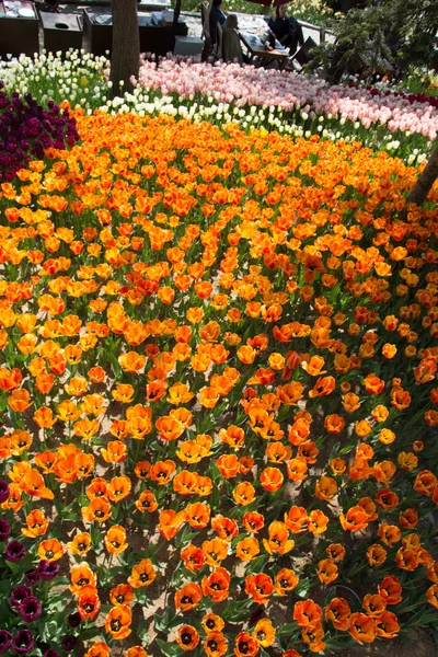 盛开的五颜六色的郁金香花在花园里 — 图库照片