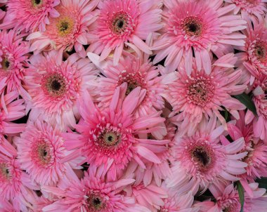 pasta's, tomaten, kaas en paddestoelen zijn geïsoleerd op een witte achtergrond