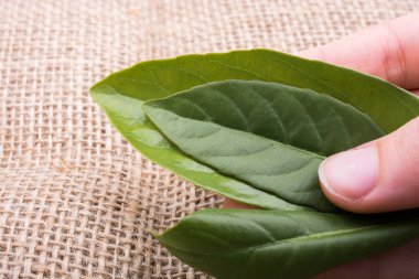 Bir not defteri sayfası üzerinden ağaç yaprak