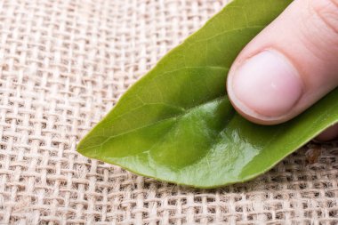 Bir not defteri sayfası üzerinden ağaç yaprak