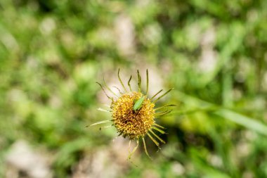 Bir çiçek Petal üzerinde oturan bir hata resmi