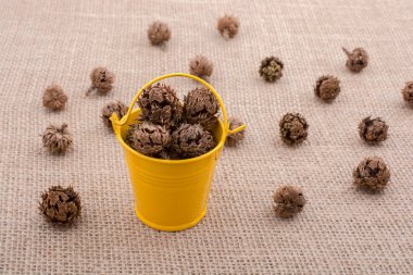 Kahverengi pod, kapsül ve tuval üzerine kova çevresinde  