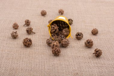 Kahverengi pod, kapsül ve tuval üzerine kova çevresinde  