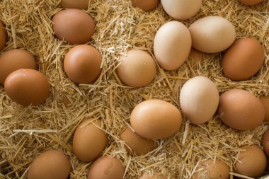 Organik taze çiftlik yumurtaları piyasada