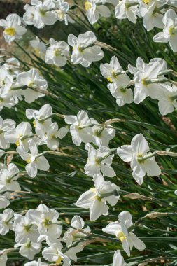 çiçek bir arka plan yapma çiçekler açar