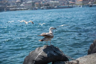 Tek bir martı denizin kıyısında bulunur.