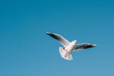Gökyüzünde uçan martıları çifti