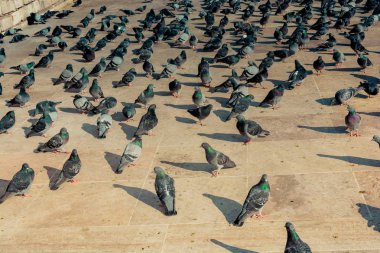 Yalnız kuşlar tarafından kentsel ortamda yaşıyoruz
