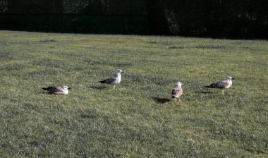 Seaside kuş martılar yeşil çimenlerin üzerinde