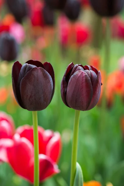 Bunte Tulpenblüte im Garten — Stockfoto