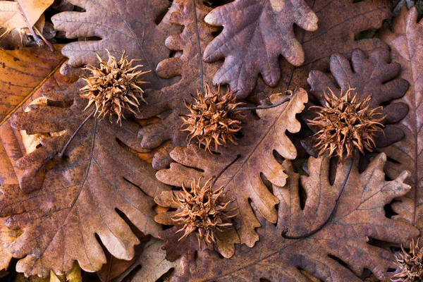 Brown pods, capsules on a dry leaf as an autumn background — Stock Photo, Image