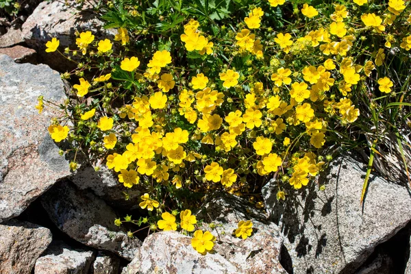 De belles fleurs dans la nature — Photo