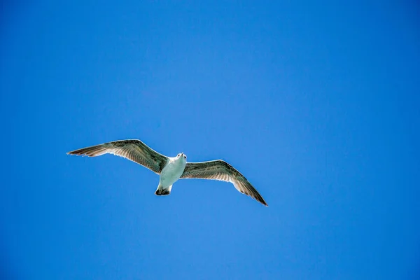 Enda Måsen flyger i blått en himmel — Stockfoto