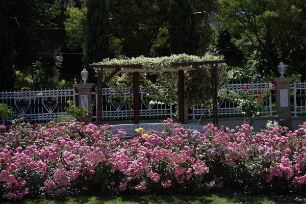 ดอกกุหลาบสีสันสดใสในสวนกุหลาบ — ภาพถ่ายสต็อก