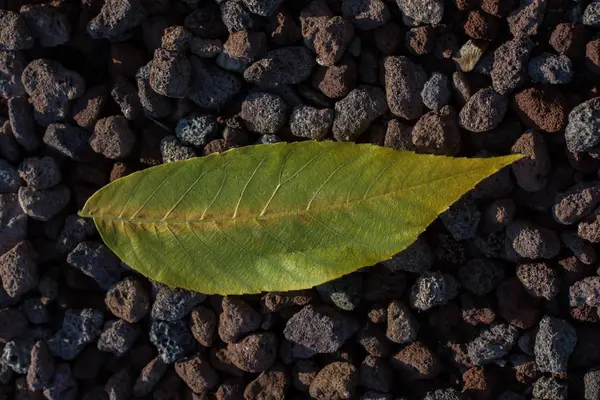 Una hoja seca separada a la vista — Foto de Stock