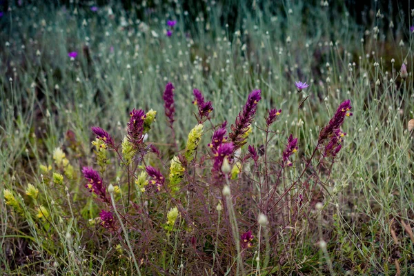 Blooming beautiful colorful wild flowers in view — Stock Photo, Image