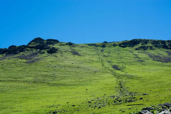 Grama selvagem no prado das terras altas na hora de verão em Artvin — Fotografia de Stock