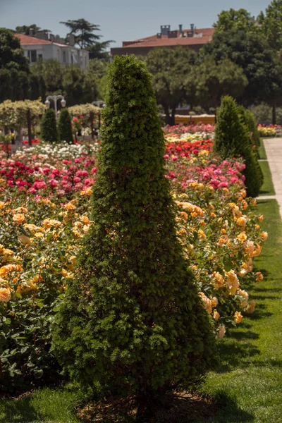 Цветущие красивые красочные розы в саду — стоковое фото