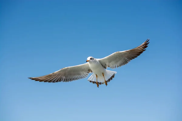 Single seagull flying in a sky — Stock Photo, Image