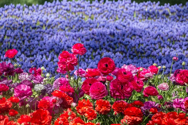 В саду цветут разноцветные цветы тюльпана — стоковое фото