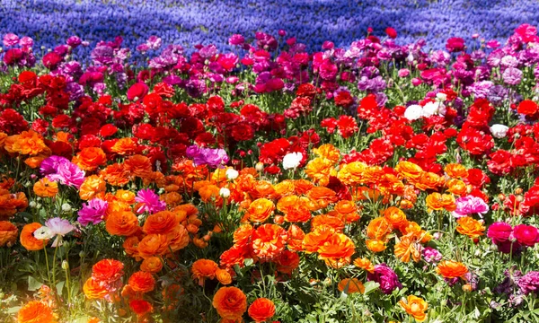 Flores de tulipa coloridas florescem no jardim — Fotografia de Stock