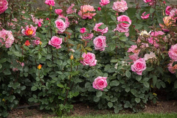 Flores hermosas rosas de colores en el jardín — Foto de Stock