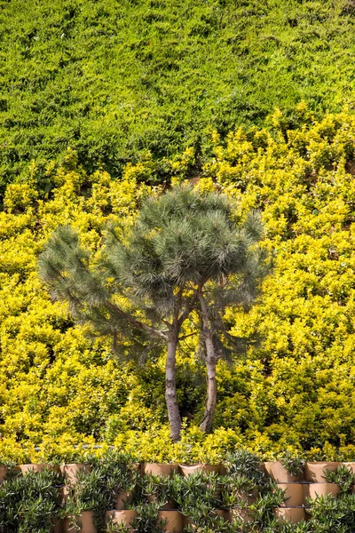 Árbol joven floreciendo en flores —  Fotos de Stock