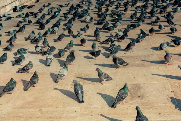 Yalnız kuşlar tarafından kentsel ortamda yaşıyoruz