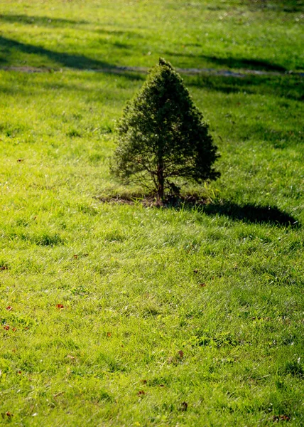Молодое зеленое дерево растет в природе — стоковое фото