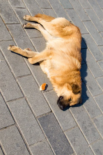 Chien errant est dans la rue comme concept solitaire — Photo