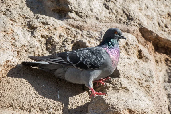 単一の鳩を岩の上に座って — ストック写真