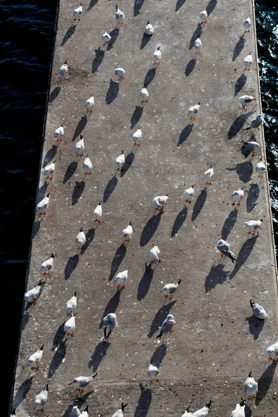 Las gaviotas viven en un entorno urbano — Foto de Stock
