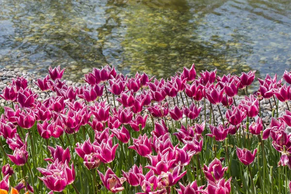 Bunte Tulpenblumen blühen im Garten — Stockfoto