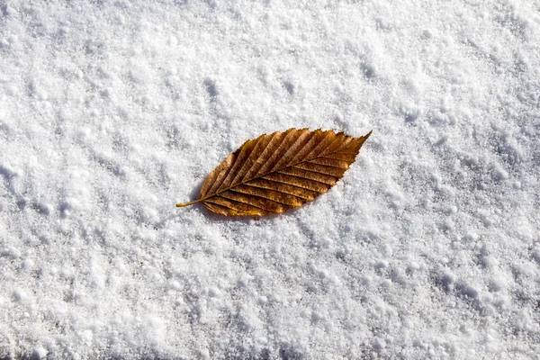 Hoja seca colocada sobre un fondo blanco nevado — Foto de Stock