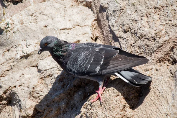 単一の鳩を岩の上に座って — ストック写真