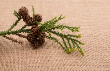 Tuval üzerinde bitki bakla, kapsül ve çam kozalakları