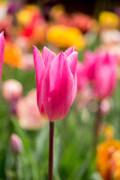 Colorful tulip flower bloom in the garden